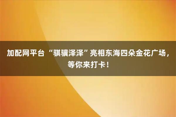 加配网平台 “骐骥泽泽”亮相东海四朵金花广场，等你来打卡！
